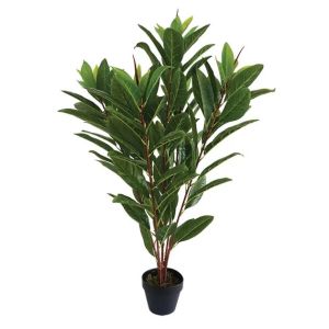 Magnolia in a pot - h86 cm, 6 pcs.