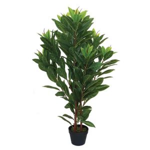 Magnolia in a pot - high yielder - 110 cm 1/4 kb