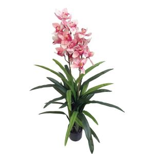 Орхидейно дърво цимбидио фукс в саксия - в130 см 2/kib