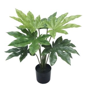 Растение папая в саксия - високопроизходно 50 см, 6 броя/кутия