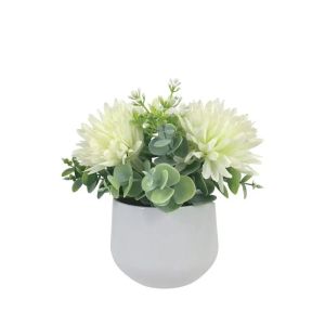 Pot with cream chrysanthemum and eucalyptus - h18 cm 6/12 box