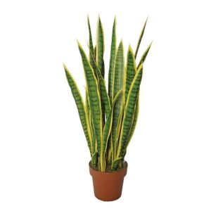 Sansevieria in a pot - height 105 cm. 2 pcs./box