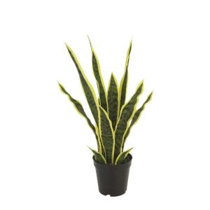 Sansevieria, green/yellow, real touch in a pot - height 50 cm, 4 pcs.