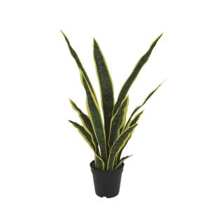 Sansevieria, green/yellow, real touch in a pot - height 62 cm, 4 pcs.