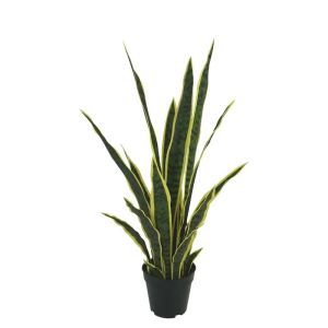 Sansevieria, green/yellow, real touch in a pot - height 75 cm, 4 pcs.