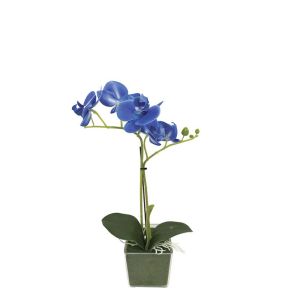 Blue orchid &amp;amp;quot;true Breath&amp;amp;quot; in a pot (2 branches, 5 flowers) - h30 cm, 6 pcs./box