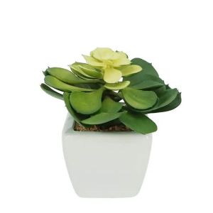 Succulent lotus in a white ceramic pot - h15cm 6/72 boxes