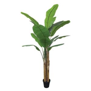 Triple banana tree in a pot - high yield 240 cm 2/box