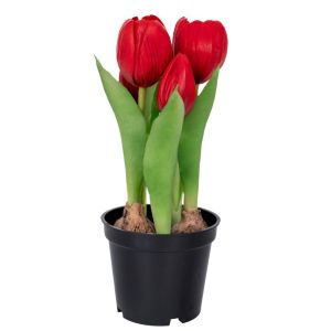 RED DECORATIVE TULIP 20 CM X5 IN BLACK PLASTIC POT