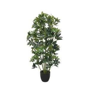 Schefflera in a pot - h120 cm 2/kib