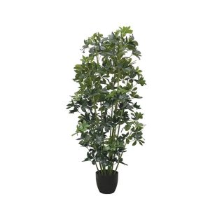Schefflera in a pot - h140cm 2/kib
