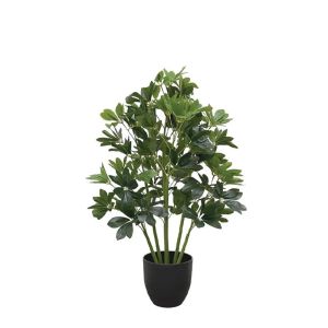 Schefflera in a pot - h80cm 4/kib