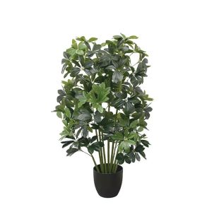 Schefflera in a pot - in 95 cm 2/kib