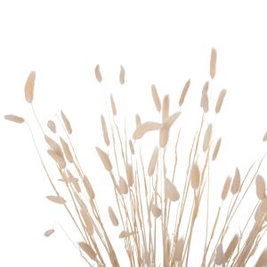Decorative dried bouquet Rabbit Tail cream 76hcm Hm7959