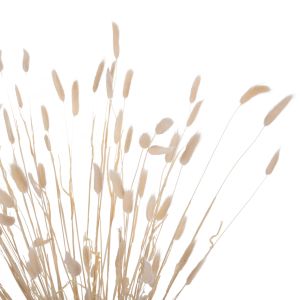 Decorative dried bouquet Rabbit Tail cream 76hcm Hm7959