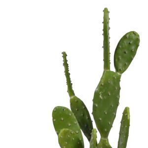 Decorative plant Cactus in a pot Inart H64cm