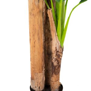 Artificial plant in pot Hm7978 banana tree 200hcm