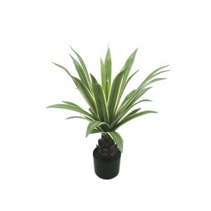 Зелено агаве в саксия - 66CM 4/BOX