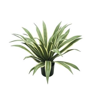 Зелено агаве в саксия - 70CM 2/BOX