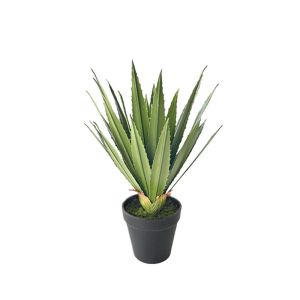 Зелено агаве в саксия - H33CM 12/BOX