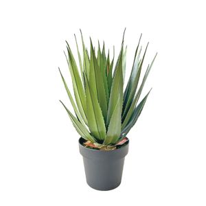 Зелено агаве в саксия - H55CM 6/BOX