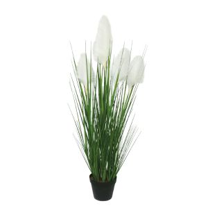 Pampas grass cream X5 in pot - H100CM 2/12BOXES
